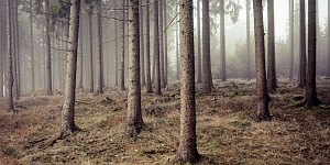 Forest e-auctions