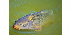 Fish farming