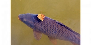 Freshwater aquaculture